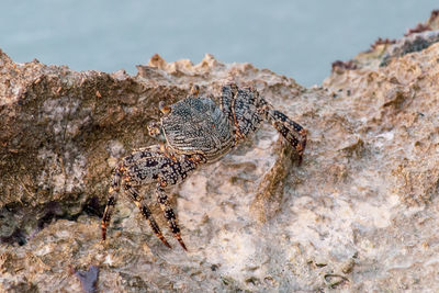 Close-up of lizard on rock