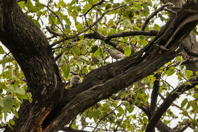 Low angle view of a tree