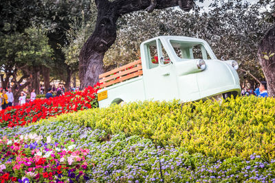 Flower plants by car against trees