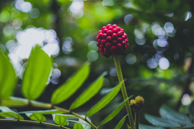 Close-up of berries on plant