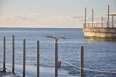 Seagulls perching on sea against sky