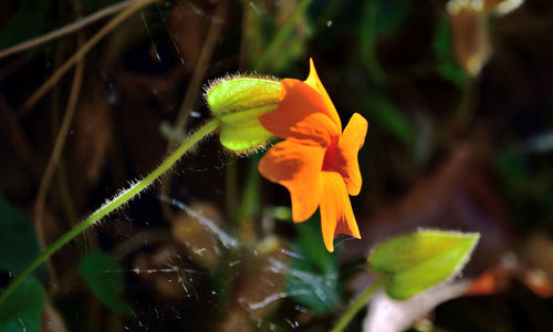 Close-up of yellow flower