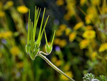 Close-up of fresh green plant