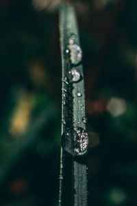 Close-up of raindrops on ice