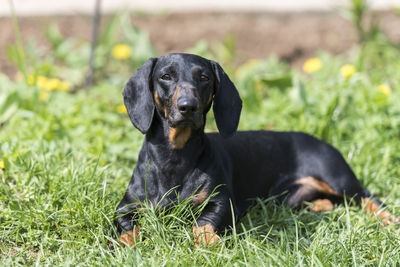 Black dog relaxing on grass