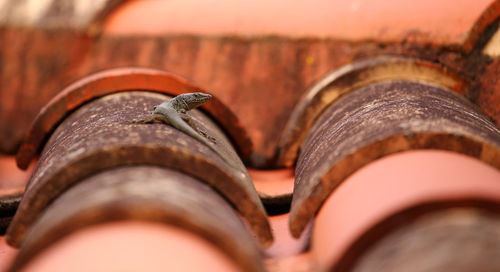 Close-up of insect on rusty metal