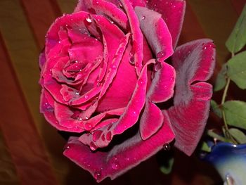 Close-up of wet flower blooming outdoors