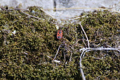 Plants growing on land