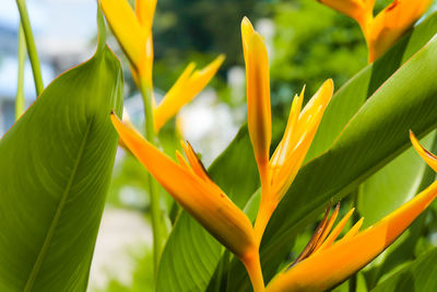 Close-up of yellow flowering plant on field