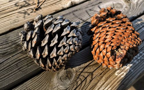 High angle view of pine cone on wood