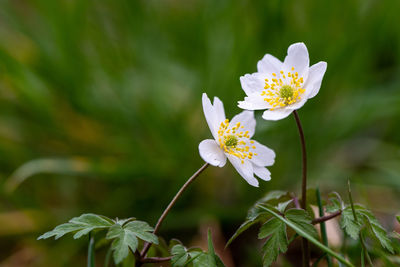 Close-up of white flowering plant