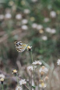 Butterfly pollinating on flower