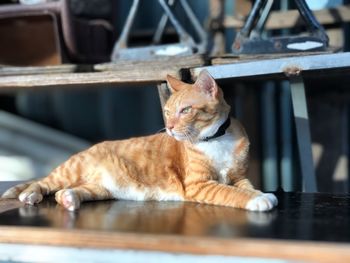 Cat resting on table