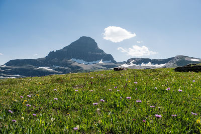 Scenic view of grassy field against sky