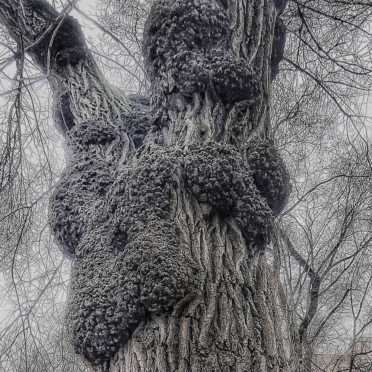 CLOSE-UP OF BARE TREE BRANCHES DURING WINTER