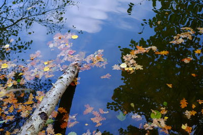 High angle view of autumn leaves floating on lake