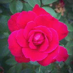 Close-up of rose blooming outdoors