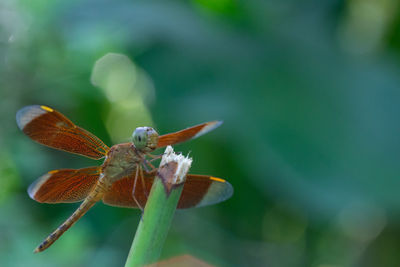 Close-up of dragonfly on leaf