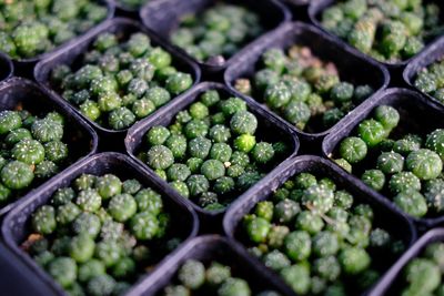 Full frame shot of vegetables