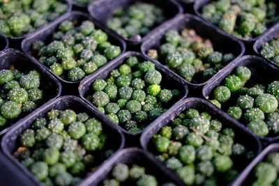 Full frame shot of plants in container