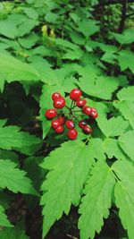 Close-up of red berries growing on tree