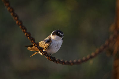 Close-up of bird perching on rope