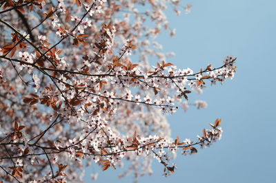 Low angle view of pink cherry blossom of prunus cerasifera against clear blue sky