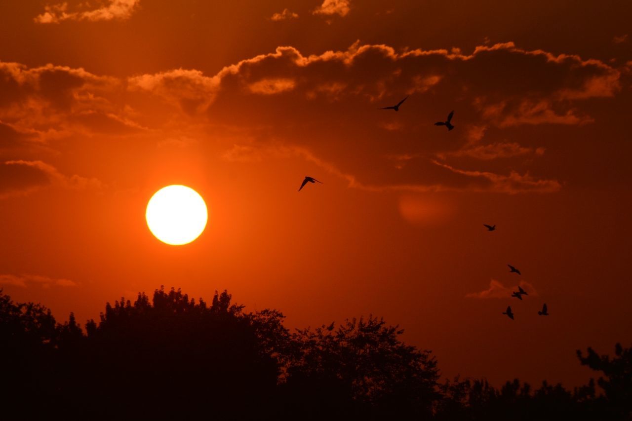 sunset, bird, flying, silhouette, animals in the wild, animal themes, beauty in nature, nature, sky, orange color, animal wildlife, scenics, no people, sun, spread wings, tranquility, outdoors, tranquil scene, mid-air, cloud - sky, flock of birds, low angle view, tree, day