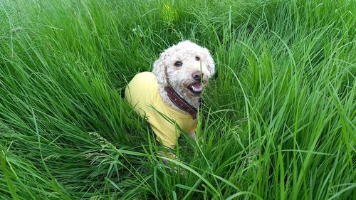 Close-up of a dog on field