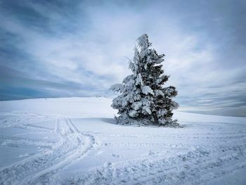 Minimalist shot of single coniferous tree covered in snow in the mountains