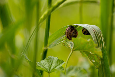 Close-up of snail on plant