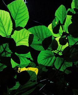 Close-up of green leaves at night