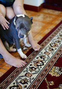 High angle view of woman with dog on floor