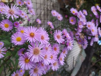 Close-up of purple flowering plants