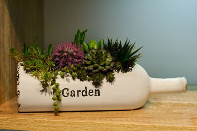 Close-up of potted plant on table