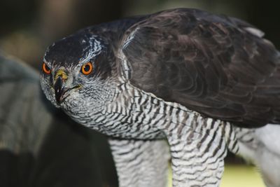 Close-up of bird