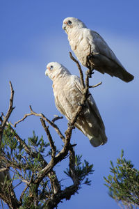 Low angle view of little corellas perching on branch against sky