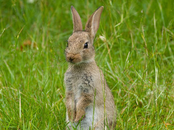 Close-up of squirrel on grassy field