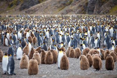 Flock of birds on the beach