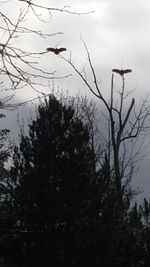 Low angle view of bare trees against sky