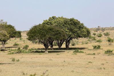 Trees on landscape against clear sky