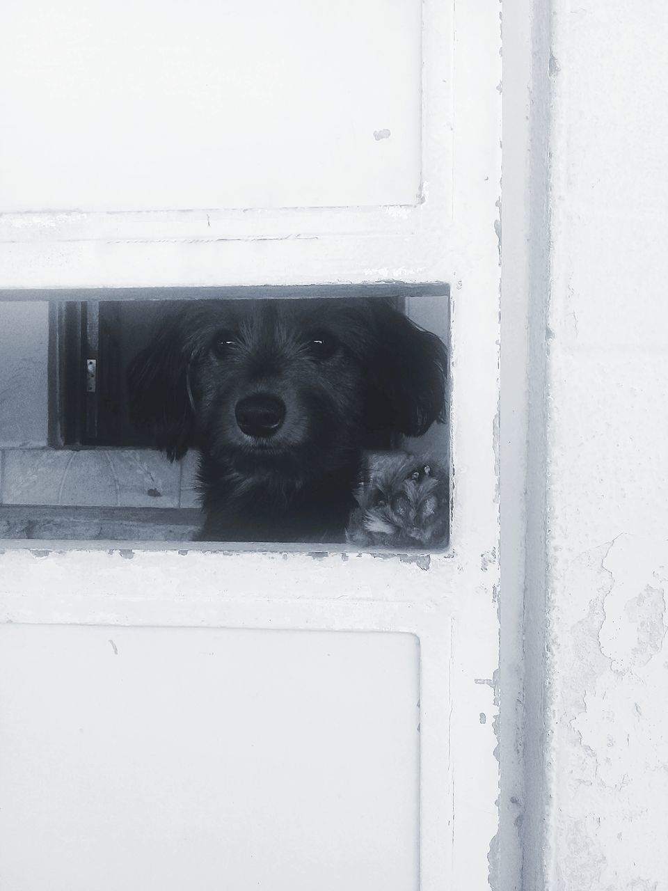PORTRAIT OF DOG IN FRONT DOOR