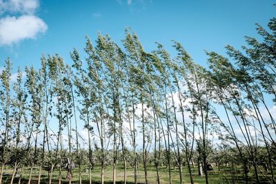 Low angle view of trees on field against sky