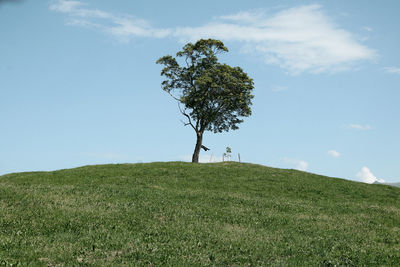 Tree on field against sky