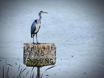 Seagull perching on wooden post