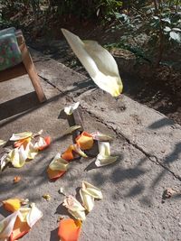 High angle view of bird on leaves