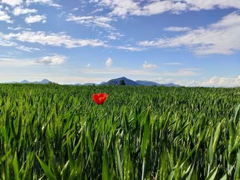 Scenic view of agricultural field against sky