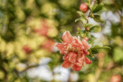 Close-up of red flowering plant