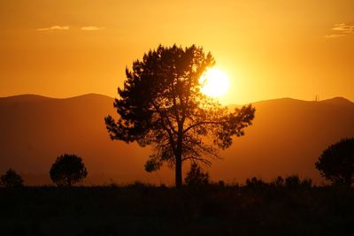 Silhouette tree on field against orange sky