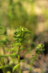 Close-up of fresh green plant on field